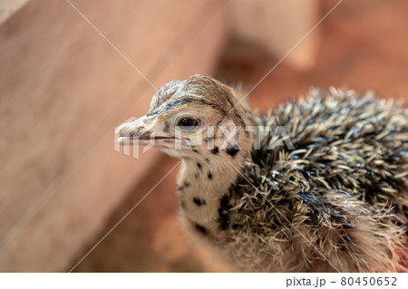 かわいいダチョウの幼鳥【鳥綱ダチョウ目】 80450652