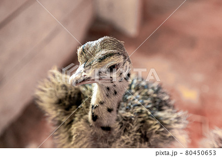 かわいいダチョウの幼鳥 鳥綱ダチョウ目 の写真素材