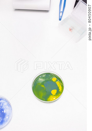 Mixed of bacteria colony in petri dish standing on table in biological scientific hospital laboratory Mixed of bacteria colony in petri dish standing on table in biological scientific hospital laboratory 80450907