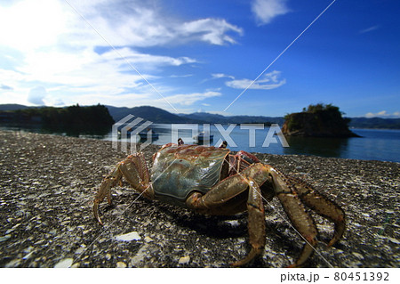 大芝島のモンサンミッシェルとクロベンケイガニ 80451392