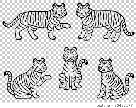 Handwritten tiger line drawing - Stock Illustration [84764506] - PIXTA