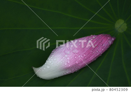 蓮の花びら 蓮の花びら 80452309