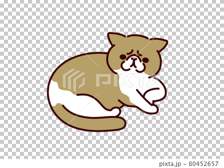 簡單可愛的貓 / 異國短毛貓插畫 簡單可愛的貓 / 異國短毛貓插畫 80452657