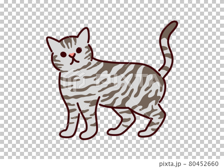 簡單可愛的貓 / 美國短毛貓插畫 80452660