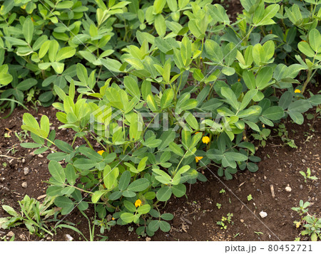 落花生畑 落花生畑 80452721