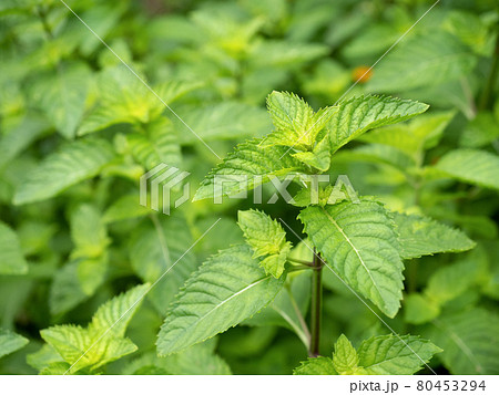 ニホンハッカ ニホンハッカ 80453294