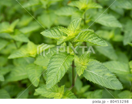 ニホンハッカ ニホンハッカ 80453298