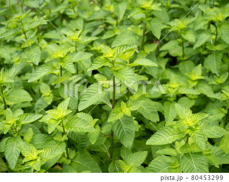 ニホンハッカ　 80453299