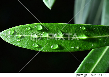 water droplets on green leaf black background 80454136