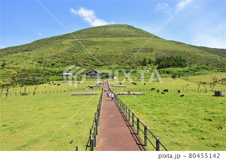 八丈富士ふれあい牧場 八丈富士ふれあい牧場 80455142