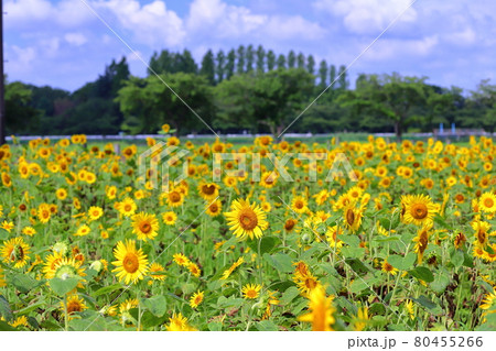 埼玉県川越市 伊佐沼東岸花畑のひまわり 埼玉県川越市 伊佐沼東岸花畑のひまわり 80455266