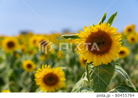 愛知県　夏の観光農園花ひろば　ひまわり畑　 80455764