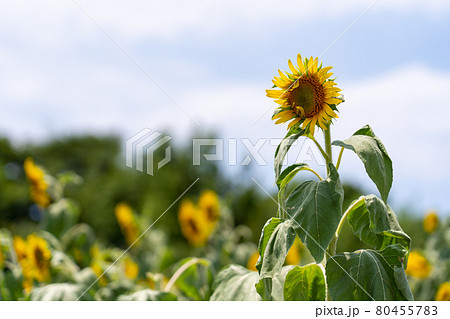 愛知県　夏の観光農園花ひろば　ひまわり畑　 80455783