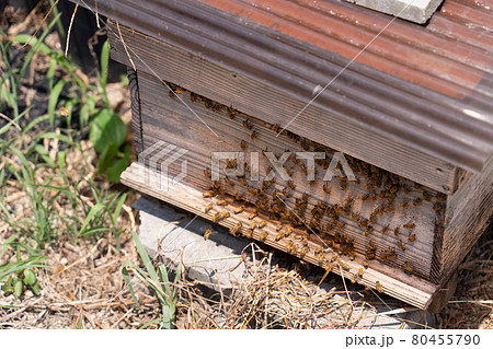 愛知県 夏の観光農園花ひろば ひまわり畑 愛知県 夏の観光農園花ひろば ひまわり畑 80455790