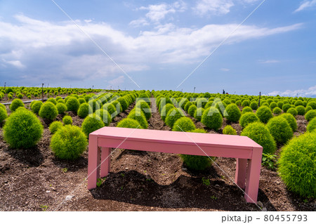 愛知県　夏の観光農園花ひろば　ひまわり畑　 80455793