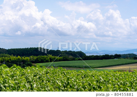 愛知県 夏の観光農園花ひろば ひまわり畑 愛知県 夏の観光農園花ひろば ひまわり畑 80455881