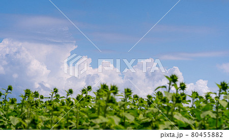 愛知県 夏の観光農園花ひろば ひまわり畑 愛知県 夏の観光農園花ひろば ひまわり畑 80455882