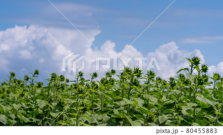 愛知県 夏の観光農園花ひろば ひまわり畑 愛知県 夏の観光農園花ひろば ひまわり畑 80455883