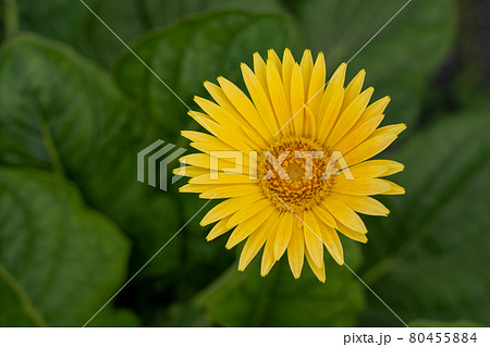 愛知県　夏の観光農園花ひろば　ひまわり畑　 80455884