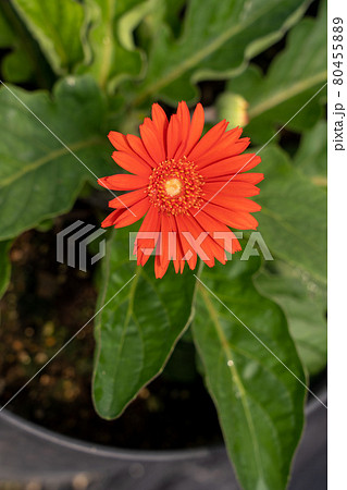 愛知県　夏の観光農園花ひろば　ひまわり畑　 80455889