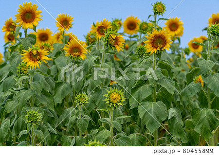 愛知県　夏の観光農園花ひろば　ひまわり畑　 80455899