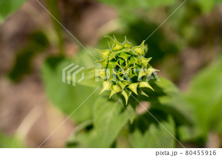 愛知県　夏の観光農園花ひろば　ひまわり畑　 80455916