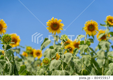 愛知県　夏の観光農園花ひろば　ひまわり畑　 80455917
