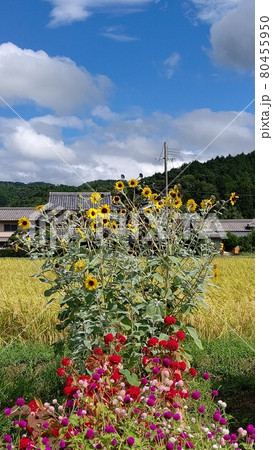 お日様に向かってスクスク成長する夏のひまわり 80455950