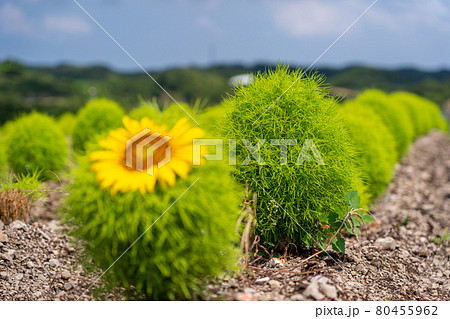 愛知県　夏の観光農園花ひろば　ひまわり畑　 80455962