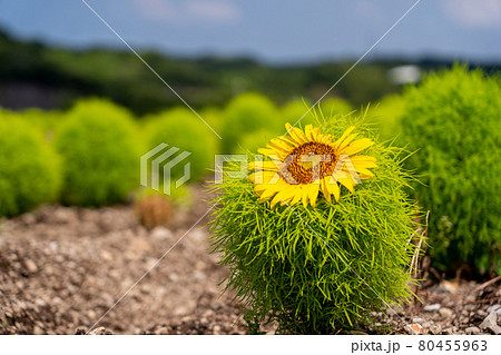 愛知県　夏の観光農園花ひろば　ひまわり畑　 80455963