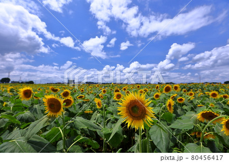 栃木県下都賀郡野木町 野木町ひまわりフェスティバルの向日葵畑の写真素材