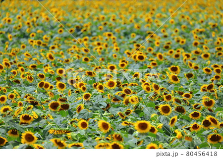 栃木県下都賀郡野木町 野木町ひまわりフェスティバルの向日葵畑 栃木県下都賀郡野木町 野木町ひまわりフェスティバルの向日葵畑 80456418