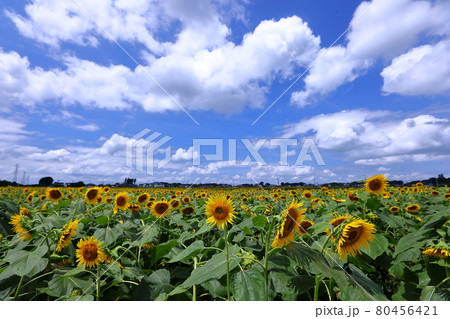 栃木県下都賀郡野木町 野木町ひまわりフェスティバルの向日葵畑 栃木県下都賀郡野木町 野木町ひまわりフェスティバルの向日葵畑 80456421