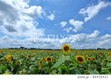 栃木県下都賀郡野木町 野木町ひまわりフェスティバルの向日葵畑 栃木県下都賀郡野木町 野木町ひまわりフェスティバルの向日葵畑 80456422