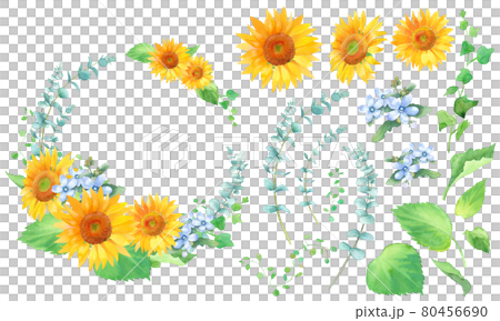 向日葵、oxypetalum（藍星）和桉樹的圓形框架裝飾。水彩插圖。元素 80456690