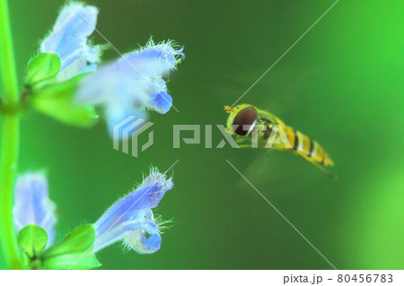 【昆虫】アキノタムラソウに飛んできたアブ 【昆虫】アキノタムラソウに飛んできたアブ 80456783