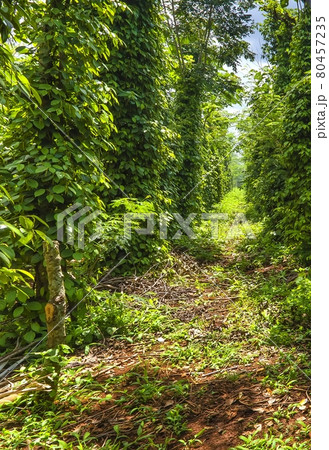 agricultural plantation of black pepper against the sky 80457235