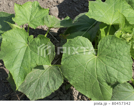 Cucumber stalks in the home garden. Homegrown plants. Cucumber stalks in the home garden. Homegrown plants. 80457342