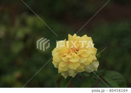 荒尾市　おもやい市民花壇　バラの花、 80458104
