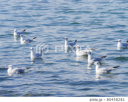 ユリカモメ6　群れ 80458281