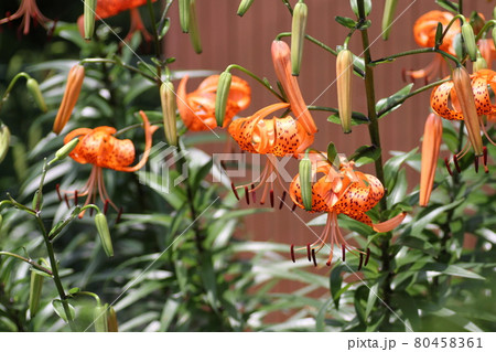 農家の庭先で咲く、オレンジのユリ、オニユリ 80458361