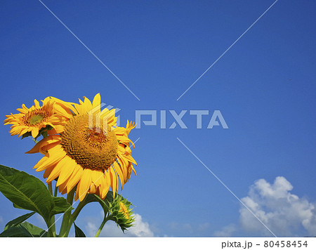 ヒマワリと青空（夏のイメージ） 80458454