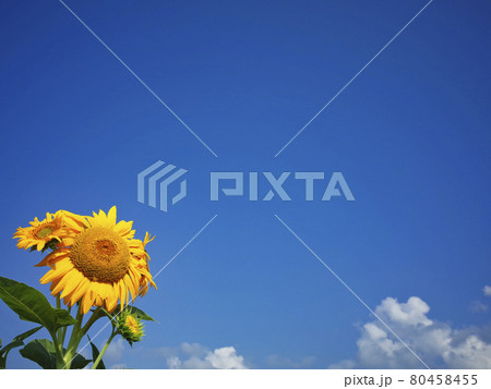 ヒマワリと青空(夏のイメージ) ヒマワリと青空(夏のイメージ) 80458455