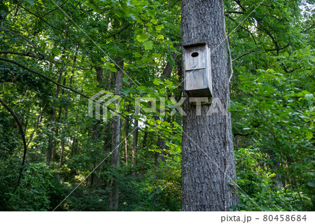 A wooden birdhouse on a textured tree trunk in the green woods 80458684