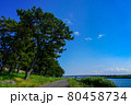 河川敷の松並木と空模様 80458734