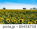 花ひろばに広がる向日葵 80458738