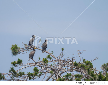 カワウ1 松 カワウ1 松 80458897