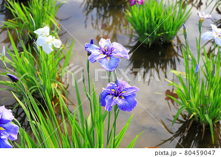 北山公園　菖蒲園 80459047