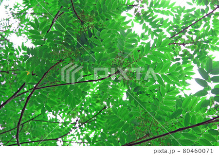 江汐公園の新緑 80460071