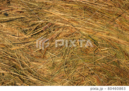 Close up of hay background texture Close up of hay background texture 80460863